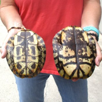 6" Red Eared Slider Turtle Shells, 2pc lot - $31