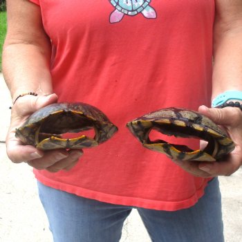 6" Red Eared Slider Turtle Shells, 2pc lot - $31