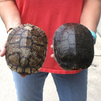 6" Red Eared Slider Turtle Shells, 2pc lot - $31
