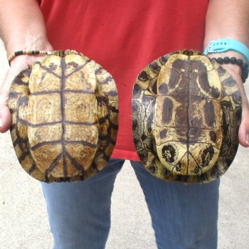 6" Red Eared Slider Turtle Shells, 2pc lot - $31