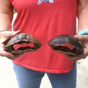 6" Red Eared Slider Turtle Shells, 2pc lot - $31