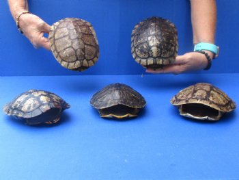 6" Red Eared Slider Turtle Shells, 5pc lot - $70