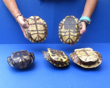 6" Red Eared Slider Turtle Shells, 5pc lot - $70