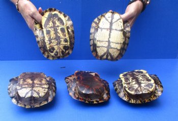 6" Red Eared Slider Turtle Shells, 5pc lot - $70