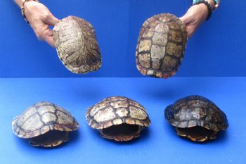6" Red Eared Slider Turtle Shells, 5pc lot - $70
