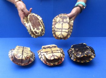 6" Red Eared Slider Turtle Shells, 5pc lot - $70