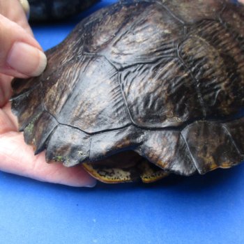 6" Red Eared Slider Turtle Shells, 5pc lot - $70