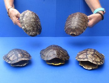 6" Red Eared Slider Turtle Shells, 5pc lot - $70