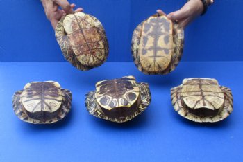 6" Red Eared Slider Turtle Shells, 5pc lot - $70