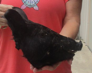 9" Preserved Georgia Wild Boar / Hog Head - $40