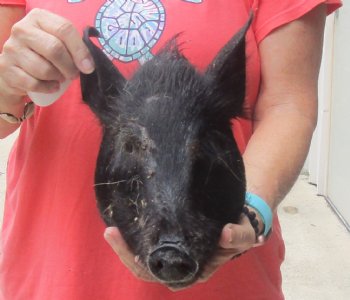 9" Preserved Georgia Wild Boar / Hog Head - $40