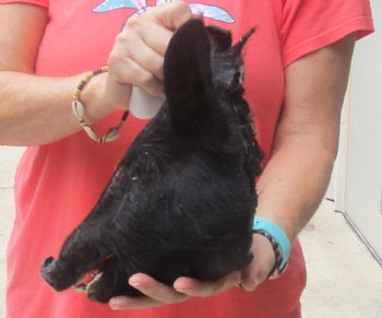 9" Preserved Georgia Wild Boar / Hog Head - $40