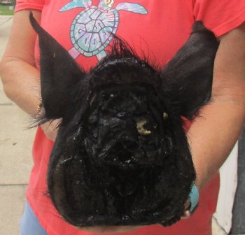 9" Preserved Georgia Wild Boar / Hog Head - $40