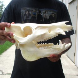 11-1/2" Wild Boar Skull - $45