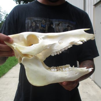11-1/2" Wild Boar Skull - $45