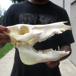 11-1/2" Wild Boar Skull - $45