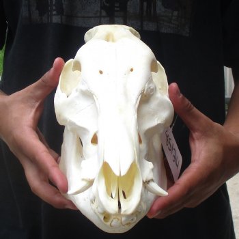 11-1/2" Wild Boar Skull - $45