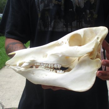 11-1/2" Wild Boar Skull - $45