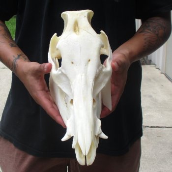 11-1/2" Wild Boar Skull - $45