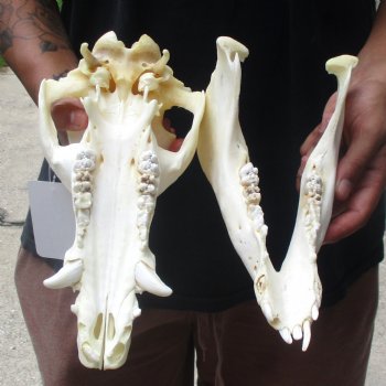 11-1/2" Wild Boar Skull - $45