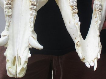 11-1/2" Wild Boar Skull - $45