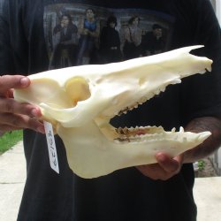 11-1/2" Wild Boar Skull - $45