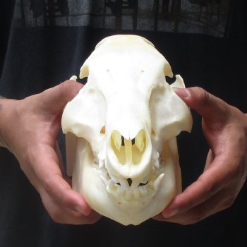 11-1/2" Wild Boar Skull - $45