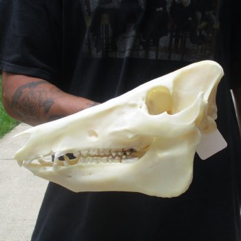 11-1/2" Wild Boar Skull - $45