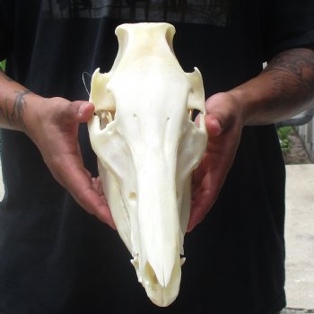 11-1/2" Wild Boar Skull - $45