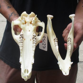 11-1/2" Wild Boar Skull - $45