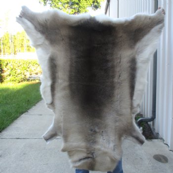 For Sale 50 inches by 45 inches Finland Reindeer Hide, Skin, farm raised - $145