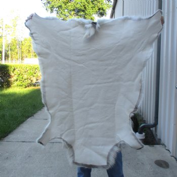 For Sale 50 inches by 45 inches Finland Reindeer Hide, Skin, farm raised - $145
