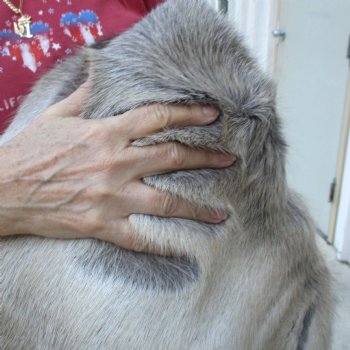 For Sale 50 inches by 45 inches Finland Reindeer Hide, Skin, farm raised - $145