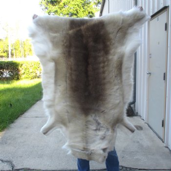 For Sale 53 inches by 44 inches Finland Reindeer Hide, Skin, farm raised - $145