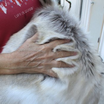 For Sale 53 inches by 44 inches Finland Reindeer Hide, Skin, farm raised - $145