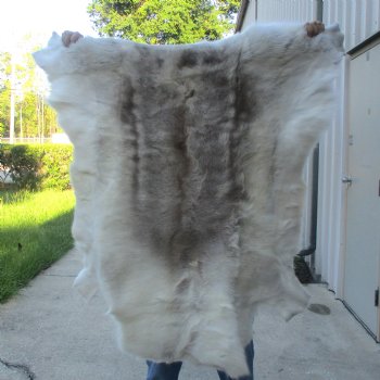 For Sale 44 inches by 42 inches Finland Reindeer Hide, Skin, farm raised - $145