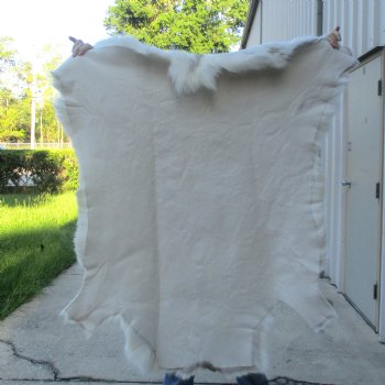 For Sale 44 inches by 42 inches Finland Reindeer Hide, Skin, farm raised - $145