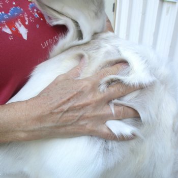 For Sale 44 inches by 42 inches Finland Reindeer Hide, Skin, farm raised - $145