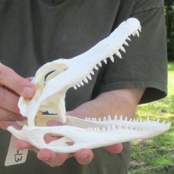 This is a B-Grade Real Florida Alligator Skull, 8-3/4 inches, For Sale for $35
