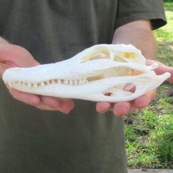 This is a B-Grade Real Florida Alligator Skull, 8-1/2 inches, For Sale for $35