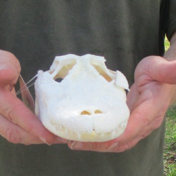 This is a B-Grade Real Florida Alligator Skull, 8-1/2 inches, For Sale for $35