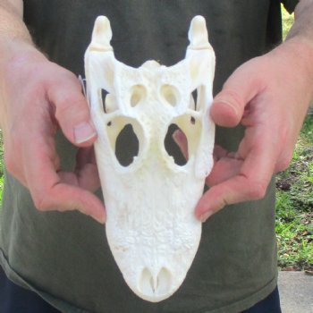 This is a B-Grade Real Florida Alligator Skull, 8-1/2 inches, For Sale for $35