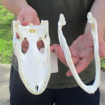 This is a B-Grade Real Florida Alligator Skull, 8-1/2 inches, For Sale for $35