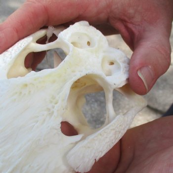 This is a B-Grade Real Florida Alligator Skull, 8-1/2 inches, For Sale for $35