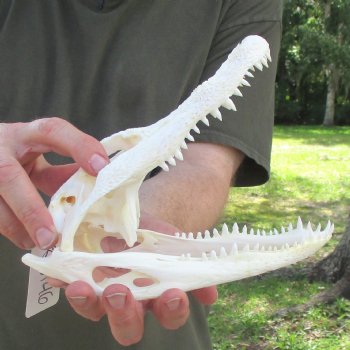 This is a B-Grade Real Florida Alligator Skull, 8-3/4 inches, For Sale for $35