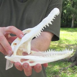 This is a B-Grade Real Florida Alligator Skull, 8-3/4 inches, For Sale for $35
