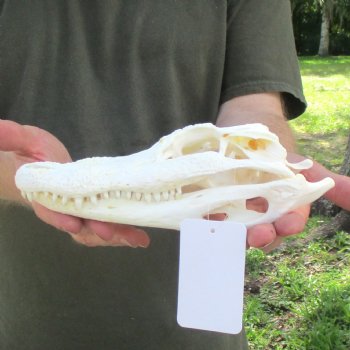 This is a B-Grade Real Florida Alligator Skull, 8-3/4 inches, For Sale for $35