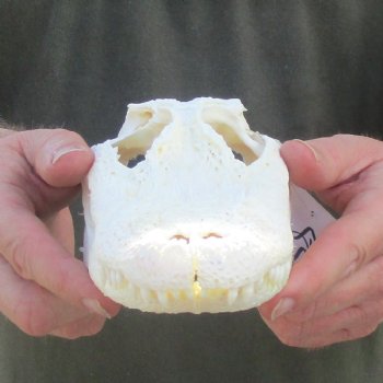 This is a B-Grade Real Florida Alligator Skull, 8-3/4 inches, For Sale for $35