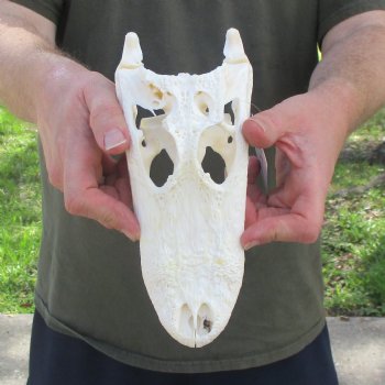 This is a B-Grade Real Florida Alligator Skull, 8-3/4 inches, For Sale for $35