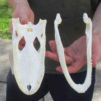 This is a B-Grade Real Florida Alligator Skull, 8-3/4 inches, For Sale for $35